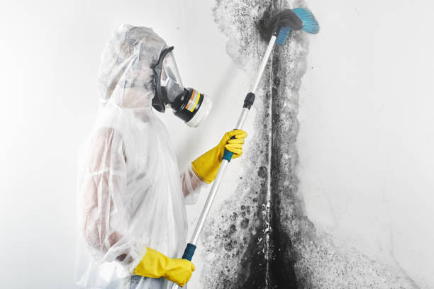 Best HVAC Mold Inspection and Cleaning  in Mountainair, NM