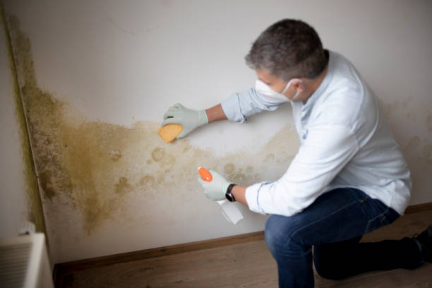 Best Commercial Mold Inspection  in Mountainair, NM